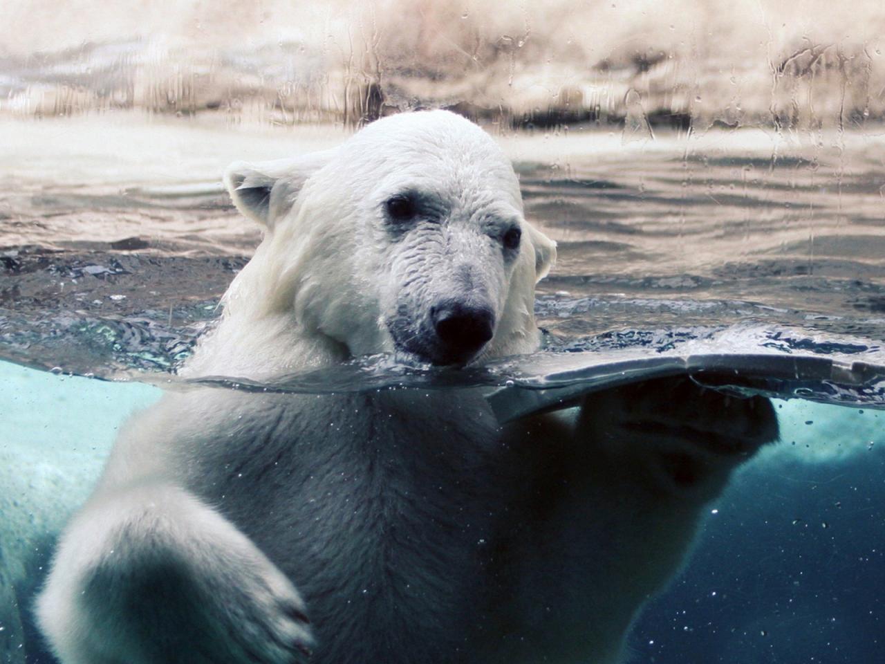 обои Белый медведь по шею в воде фото