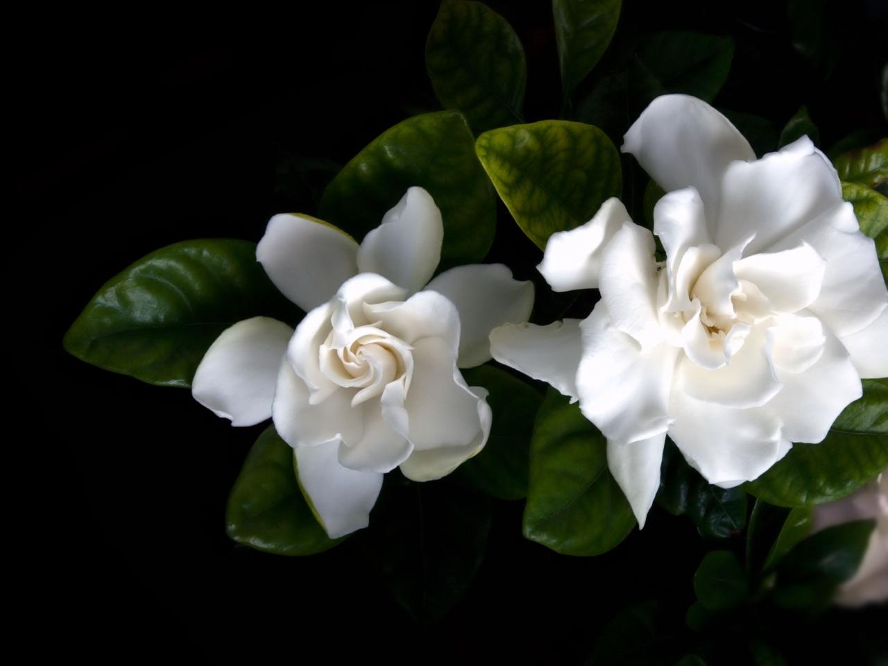 обои Трио белых роз фото