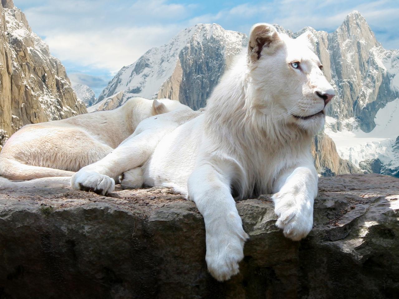 обои Белые львы на вершинах скал фото