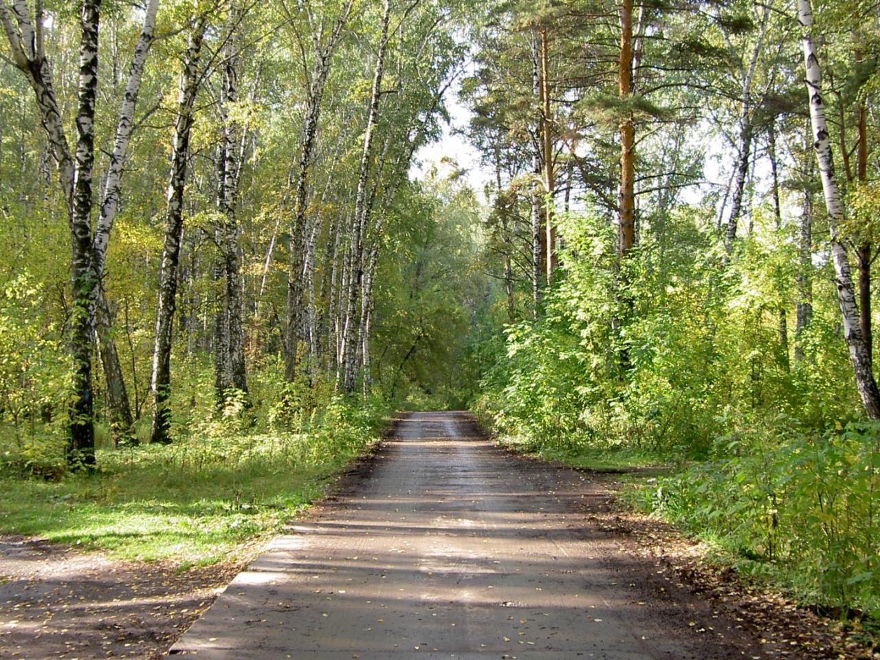 обои Дорога близ леса фото