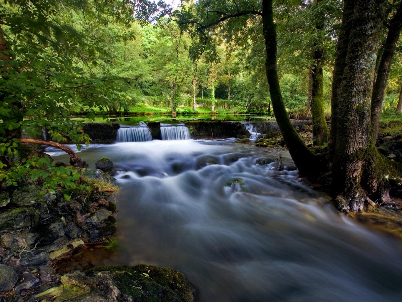 обои Красивая река в лесу фото