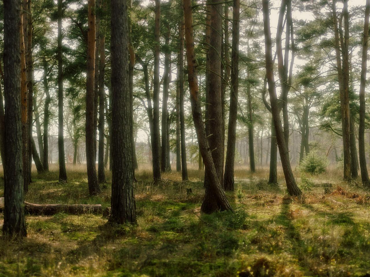 обои Сияющие деревья в лесу фото
