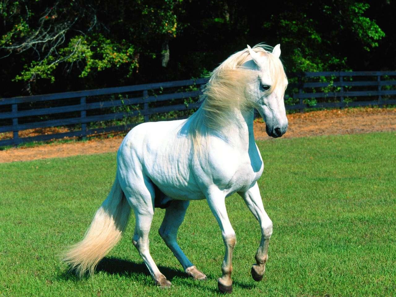 обои Белый конь на зелёной поляне фото