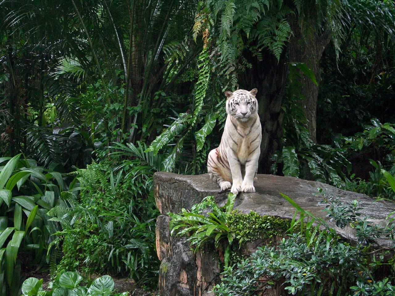 обои Белый тигр в джунглях,   на камне фото