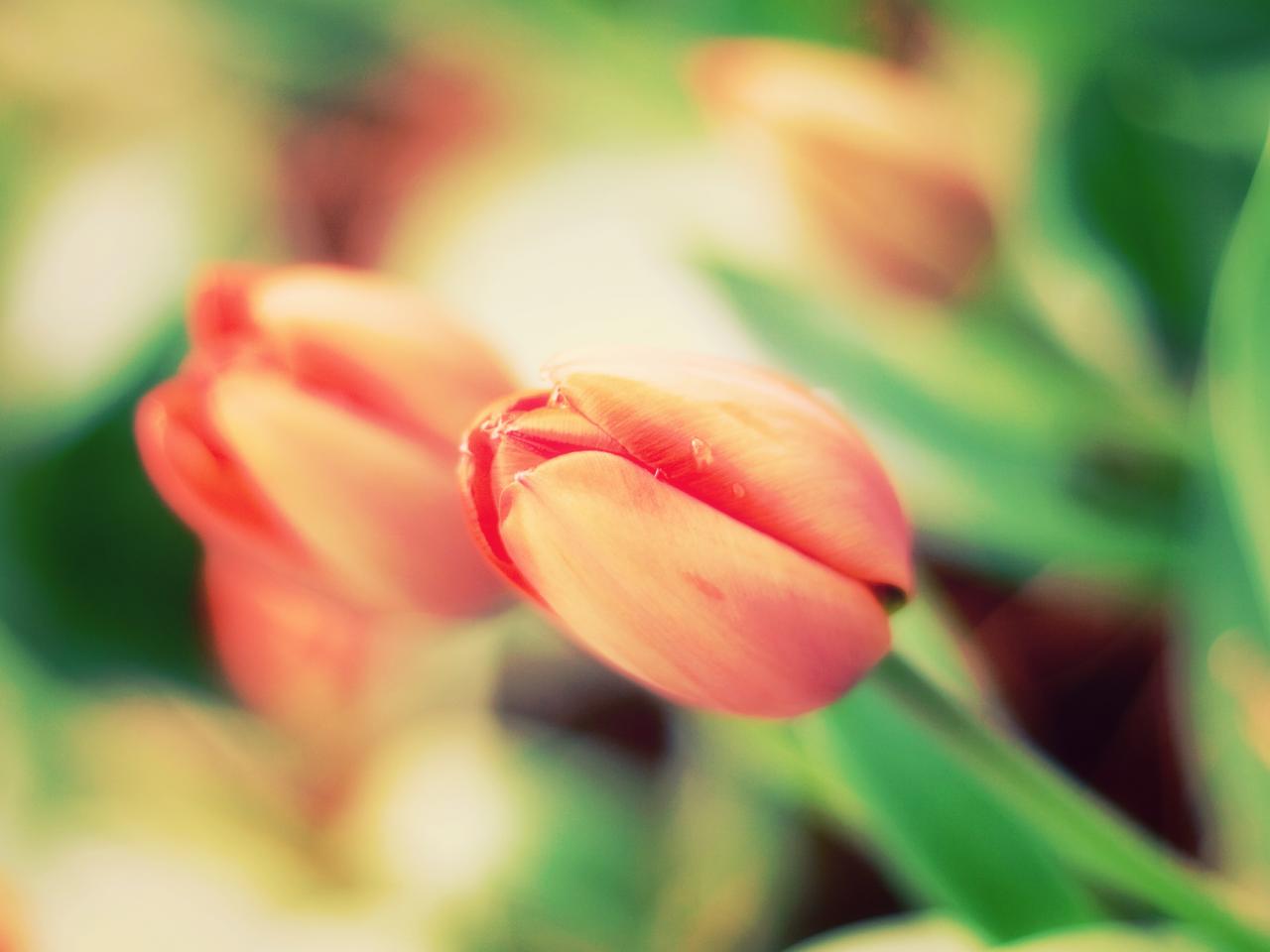 обои Нежные красные тюльпаны фото