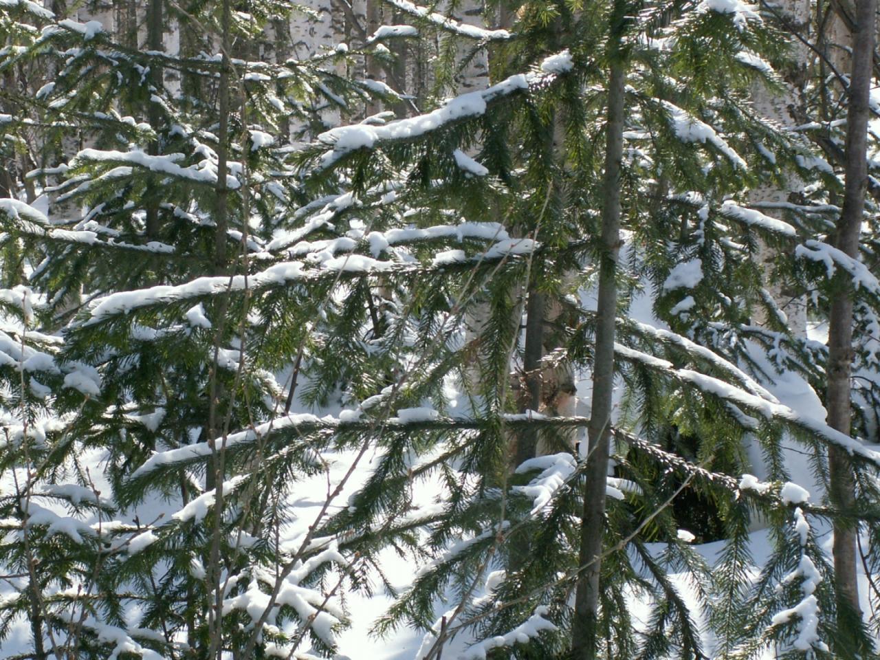 обои Ветви лесных елей в снегу фото