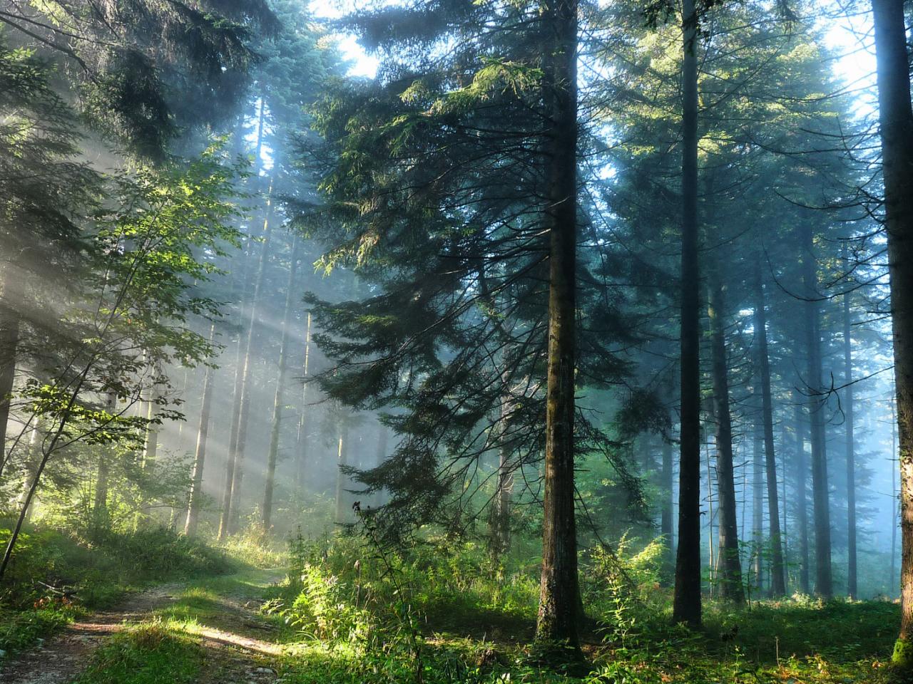 обои Утренний лес фото