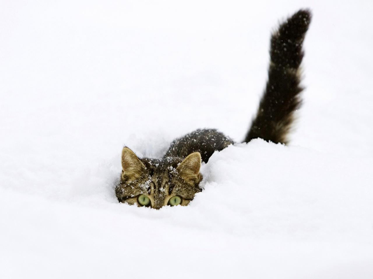 обои Кот в  снегу фото
