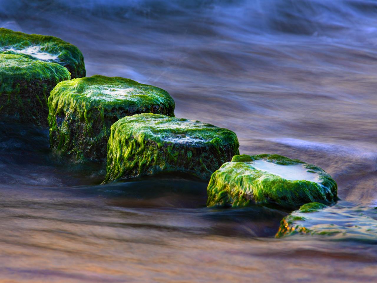 обои Каменные кочки в воде фото