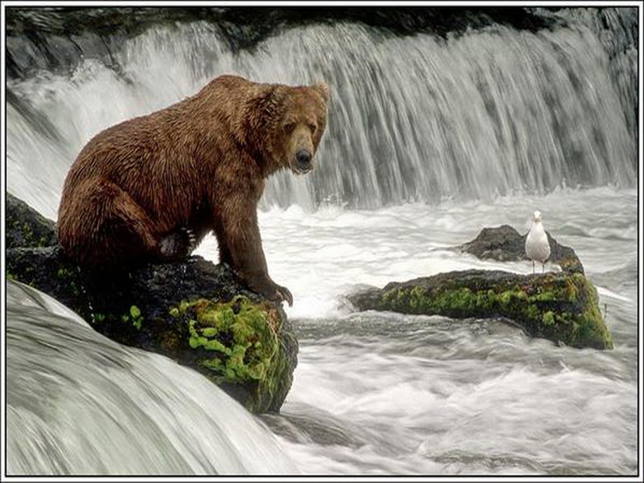 обои Бурый медведь на водопаде фото