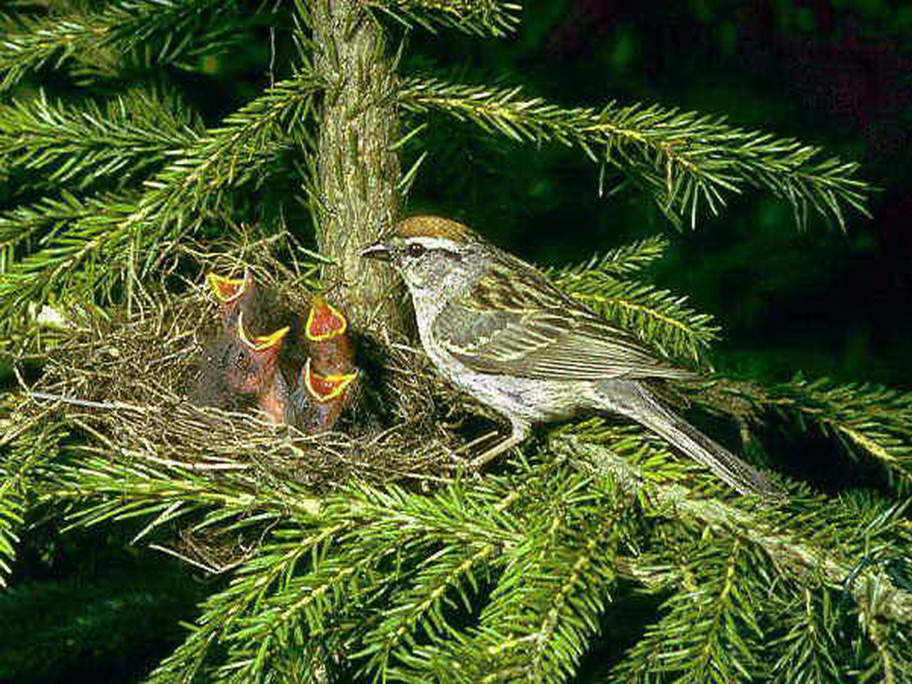 обои Заботливая мама кормит птенцов в гнезде фото