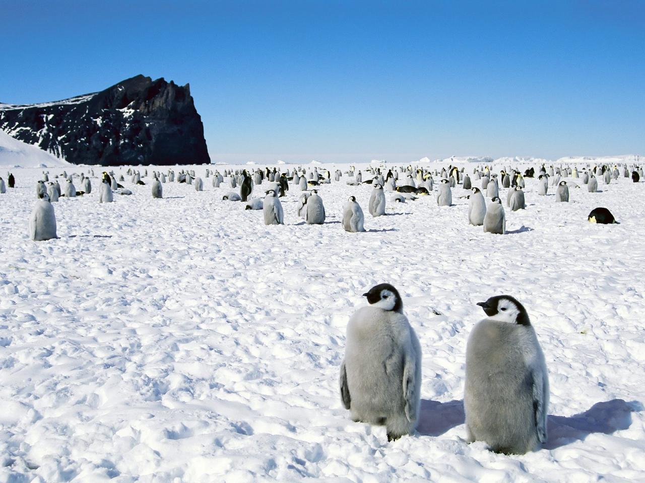 обои Снежный пляж пингвинов фото