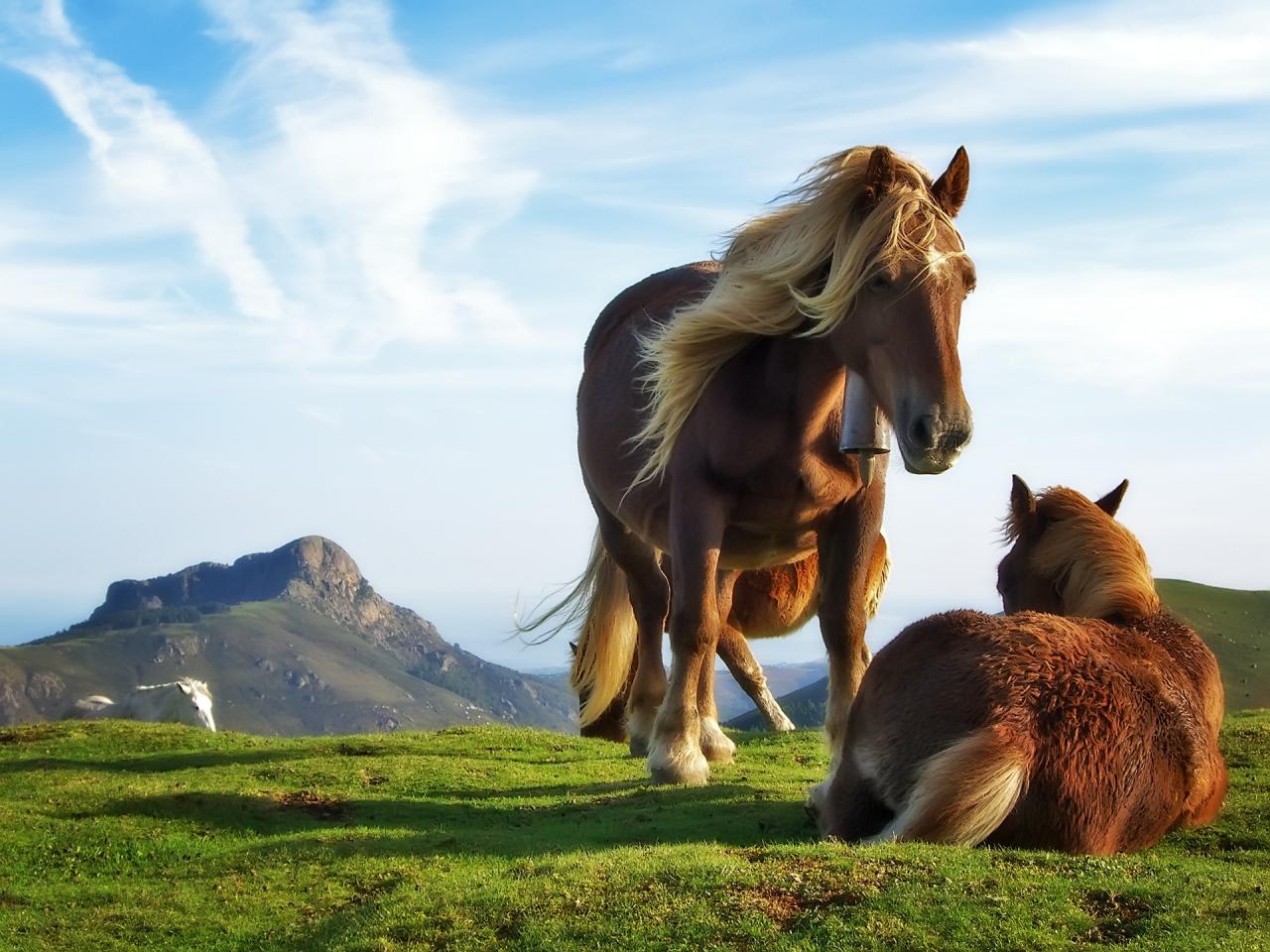 обои Лошади на вершине холма фото
