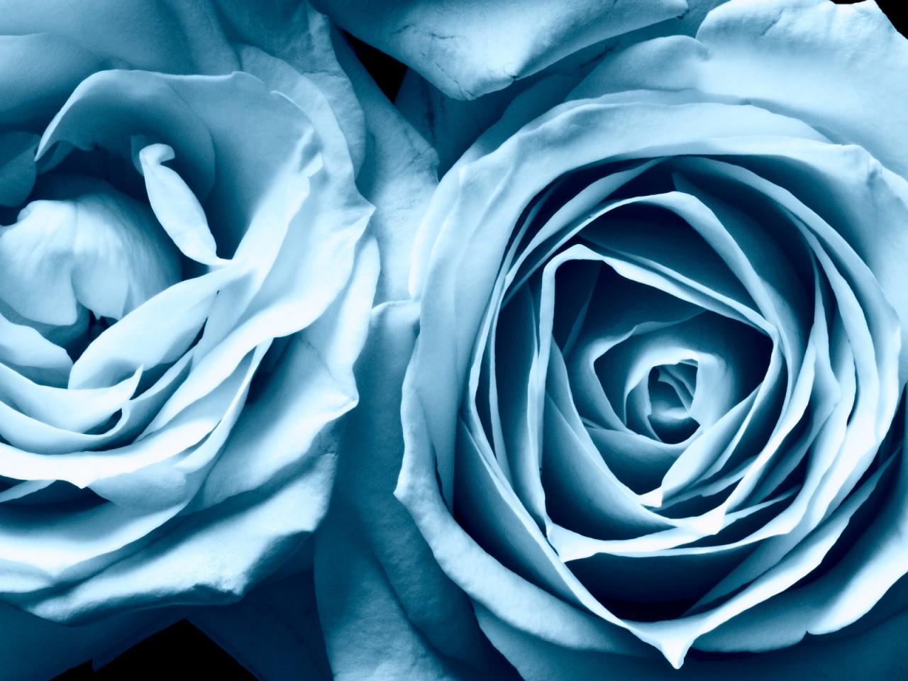 обои Голубые розы фото