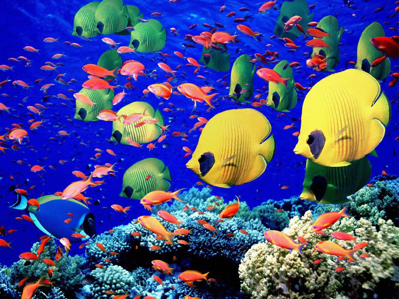 обои Рыбки на рифе фото