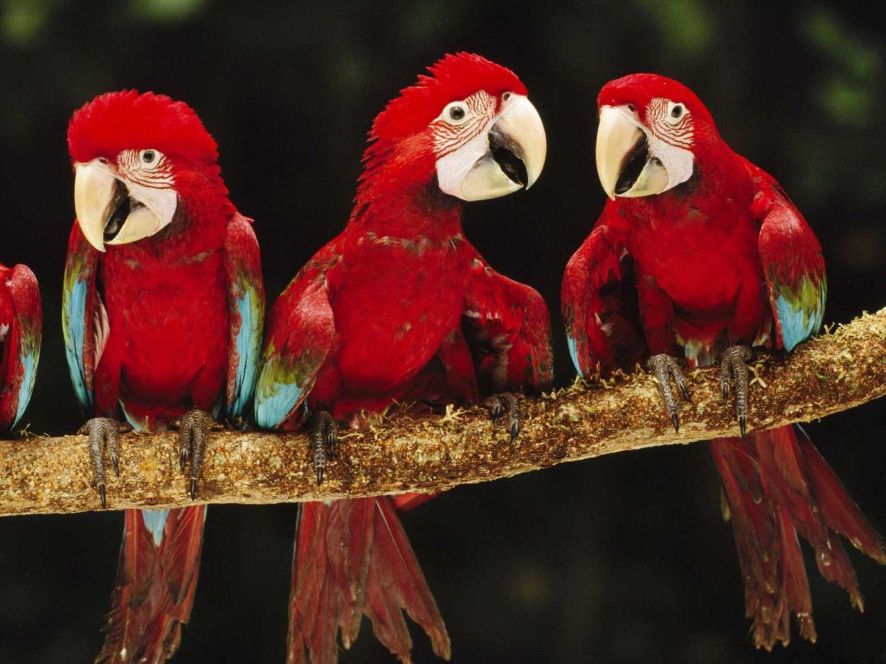 обои Красные попугайчики на ветке фото