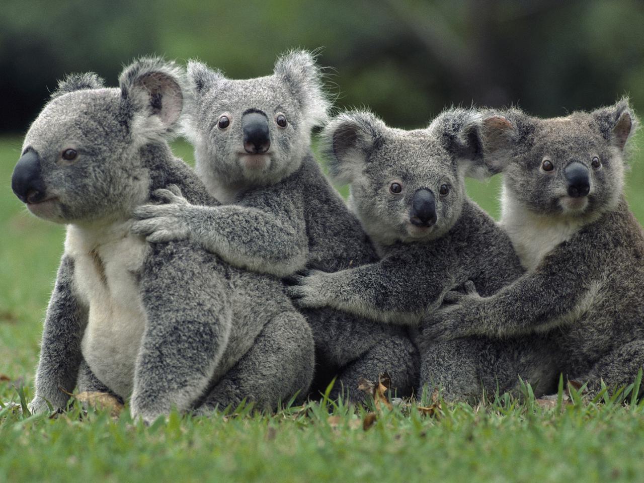 обои Семейство коал фото