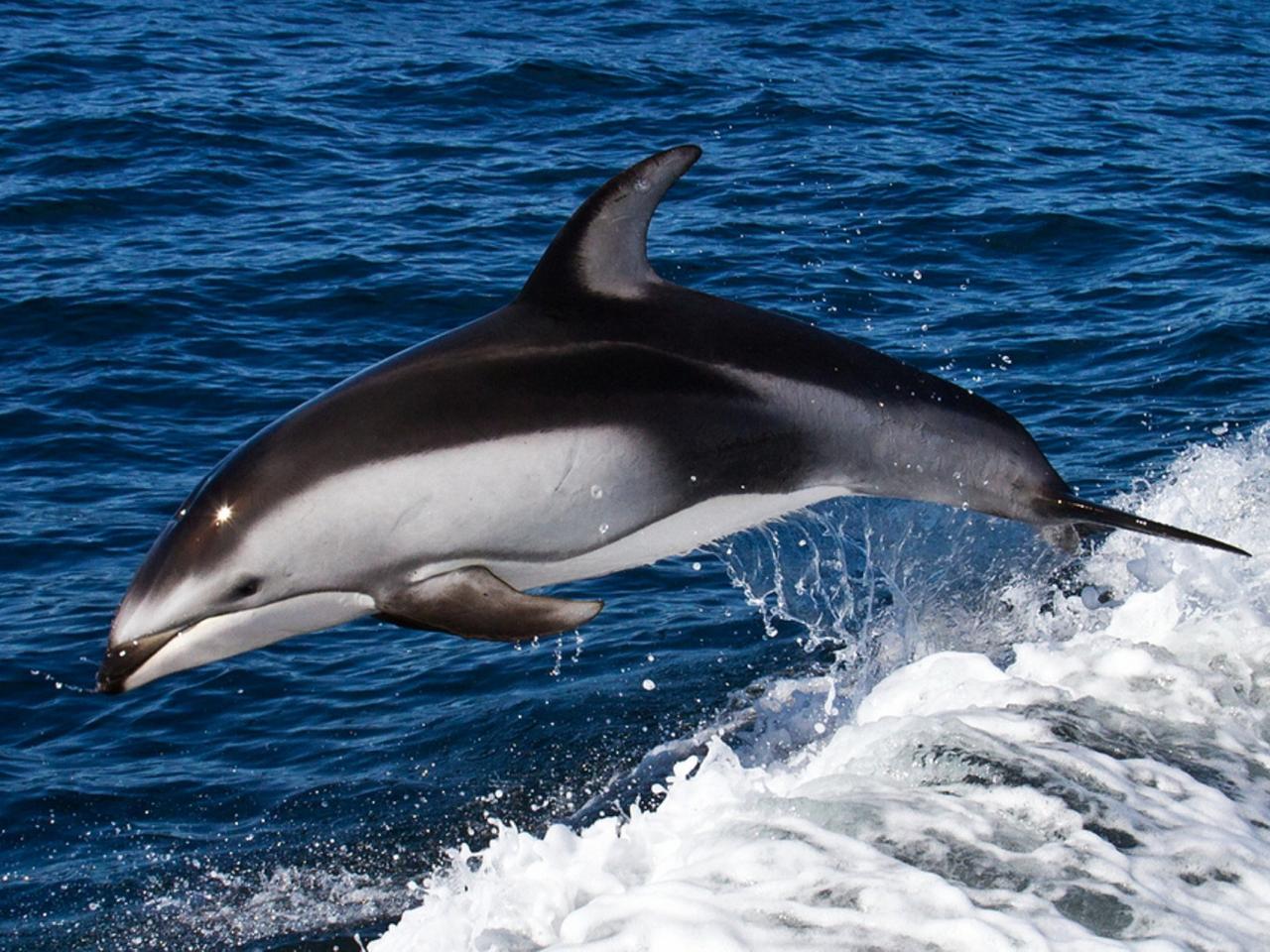 обои Дельфин выпрыгивает из воды фото