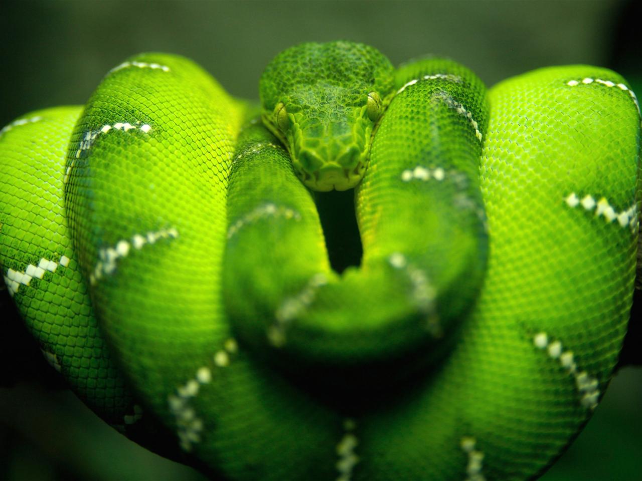 обои Полосатая зелёная змея фото