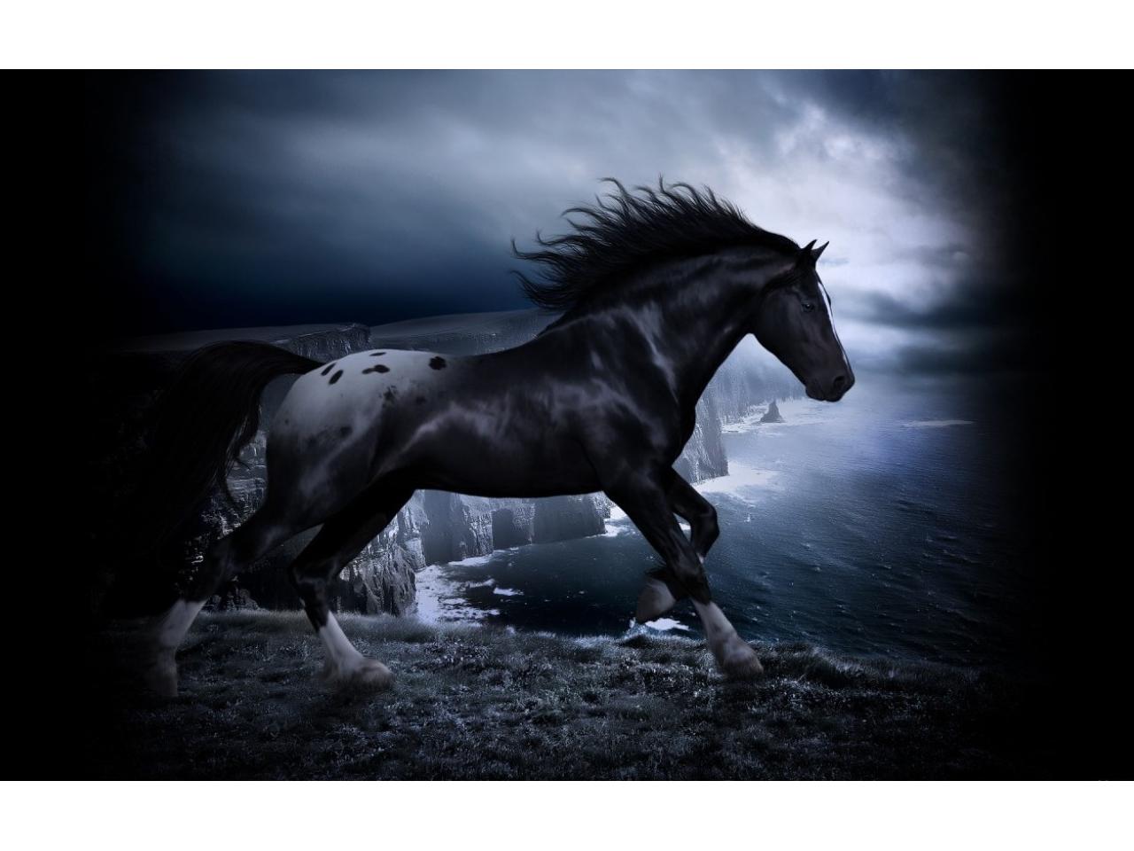 обои Черногривый конь фото