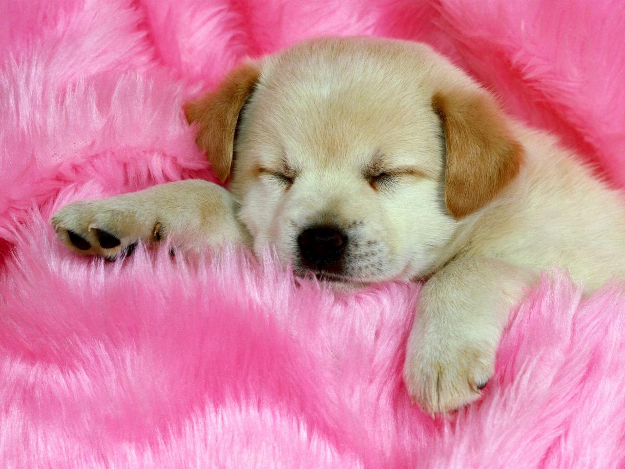 обои Собачка спит на розовом одеяле фото