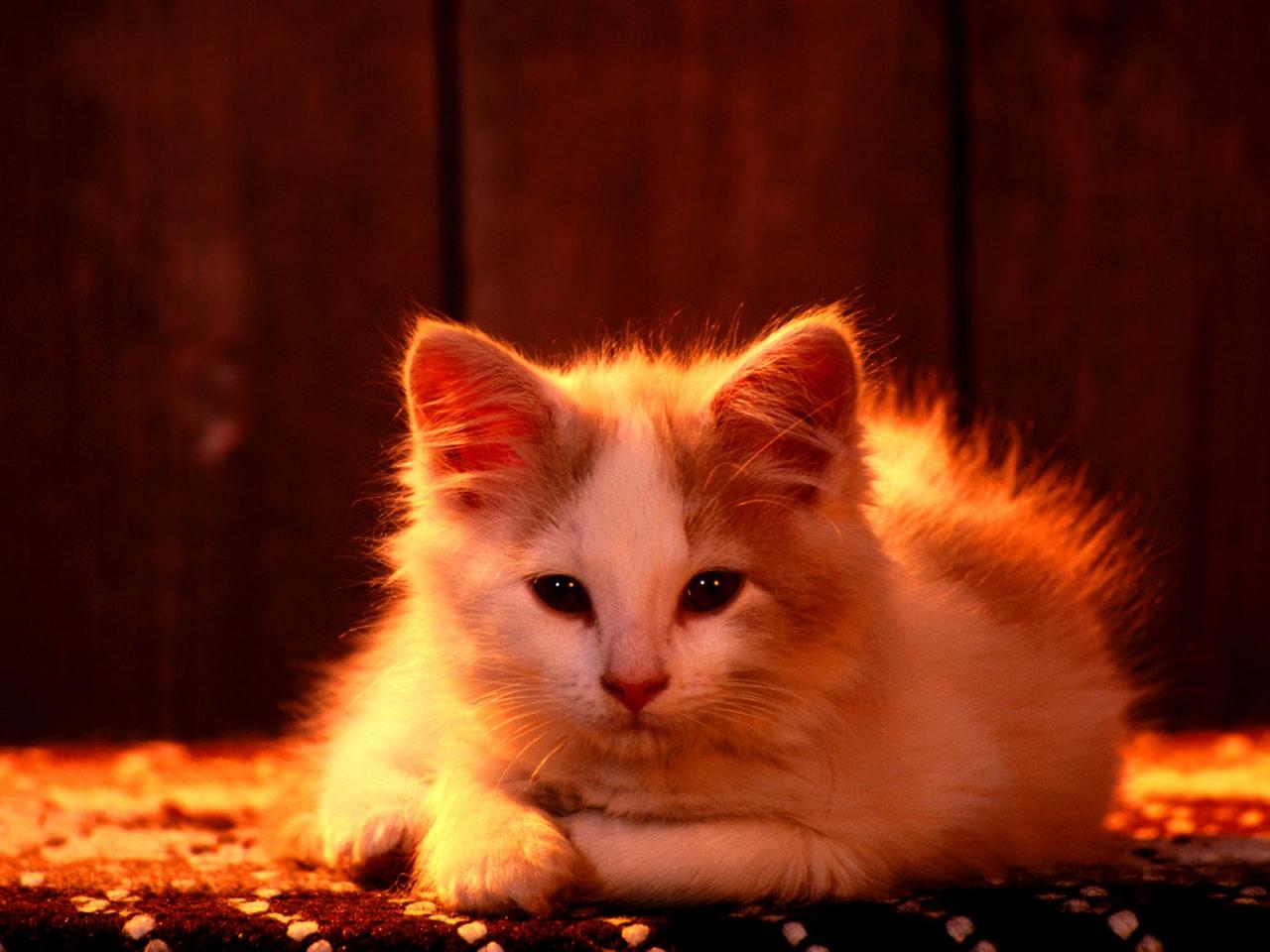 обои Красно огненный котенок фото