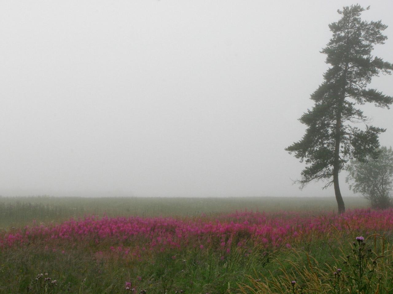 обои Розовые цветы в поле фото