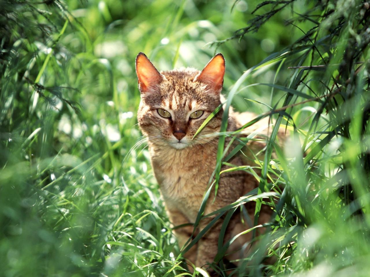 обои Кот на фоне зеленой травы фото