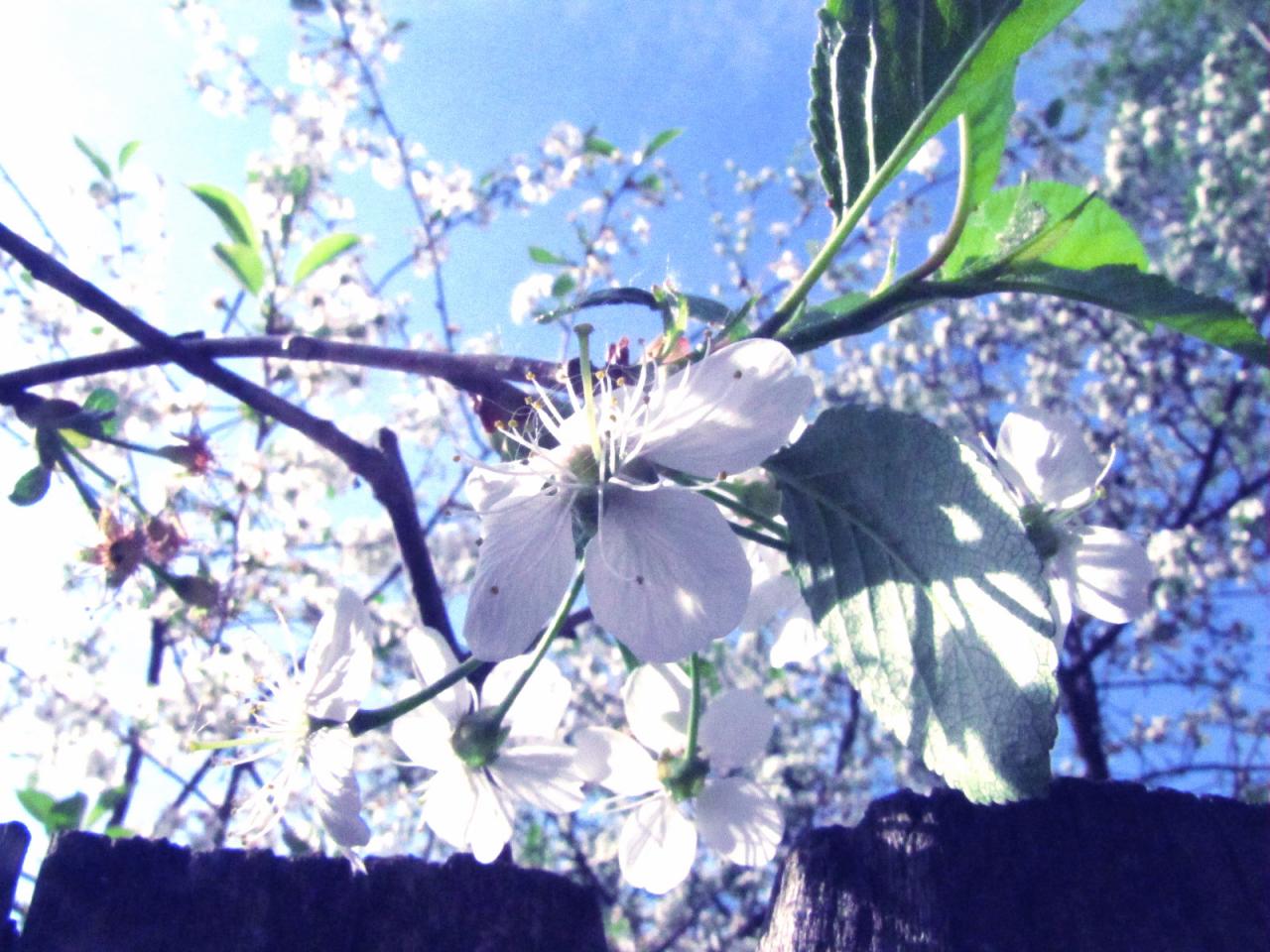 обои Белоснежные цветки на рассвете фото