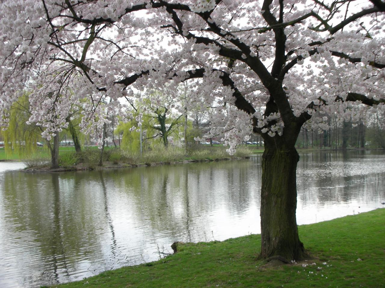 обои Белоснежное дерево на берегу озера фото