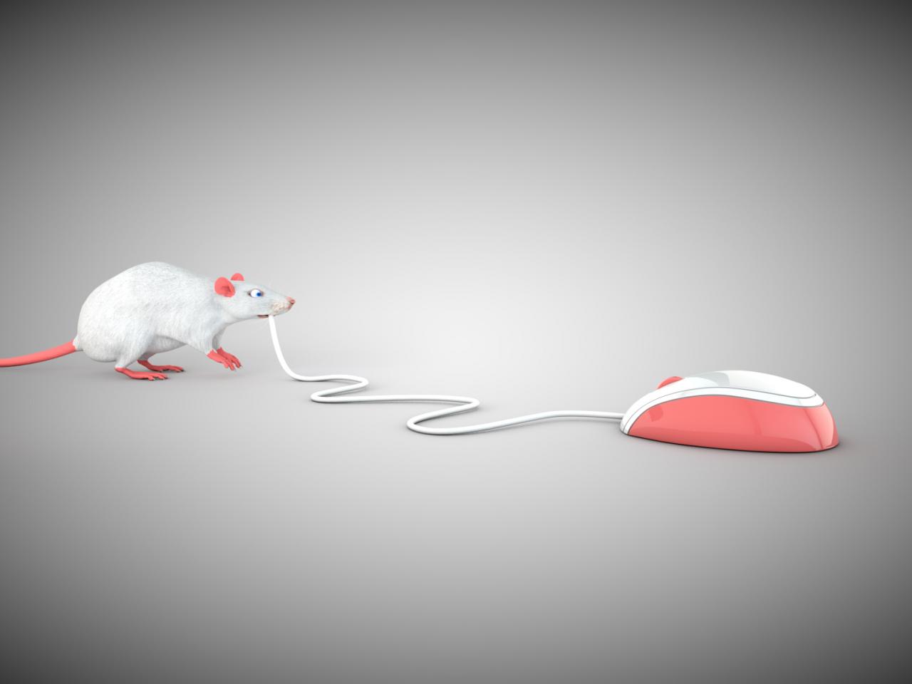 обои Мышка и крыса фото