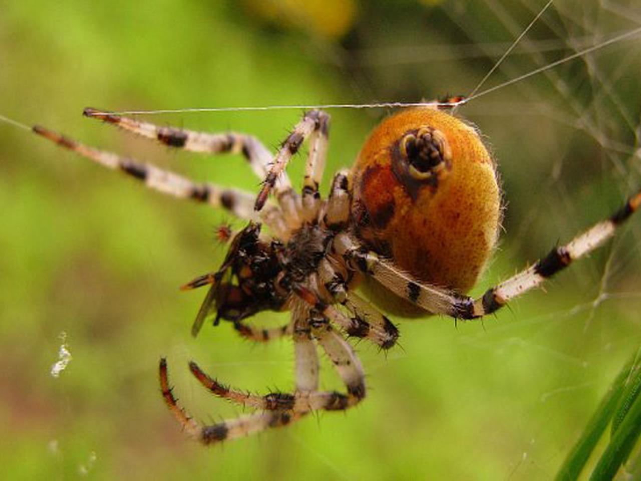 обои Большой паук и паутина фото