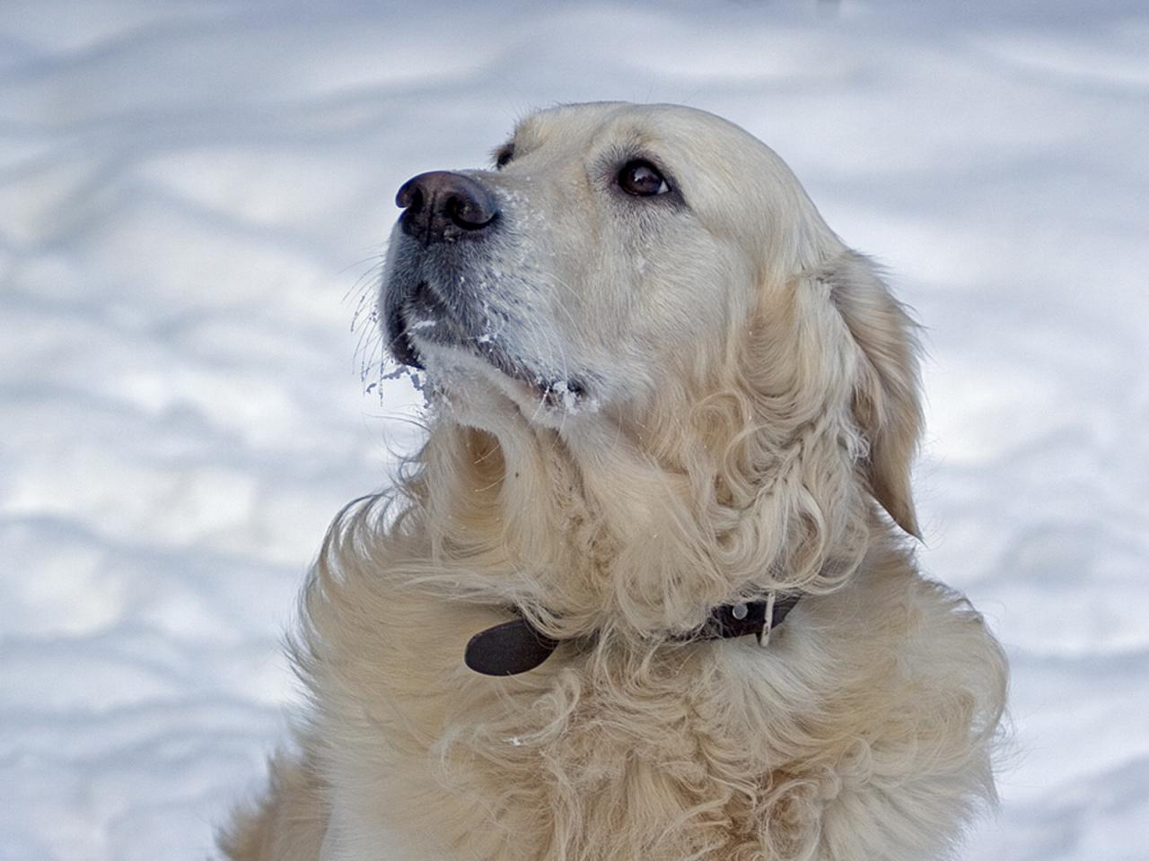 обои Белая собака на снегу фото