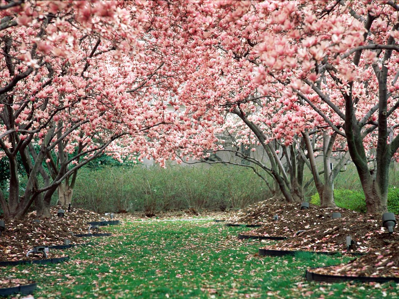 обои Розовые деревья фото