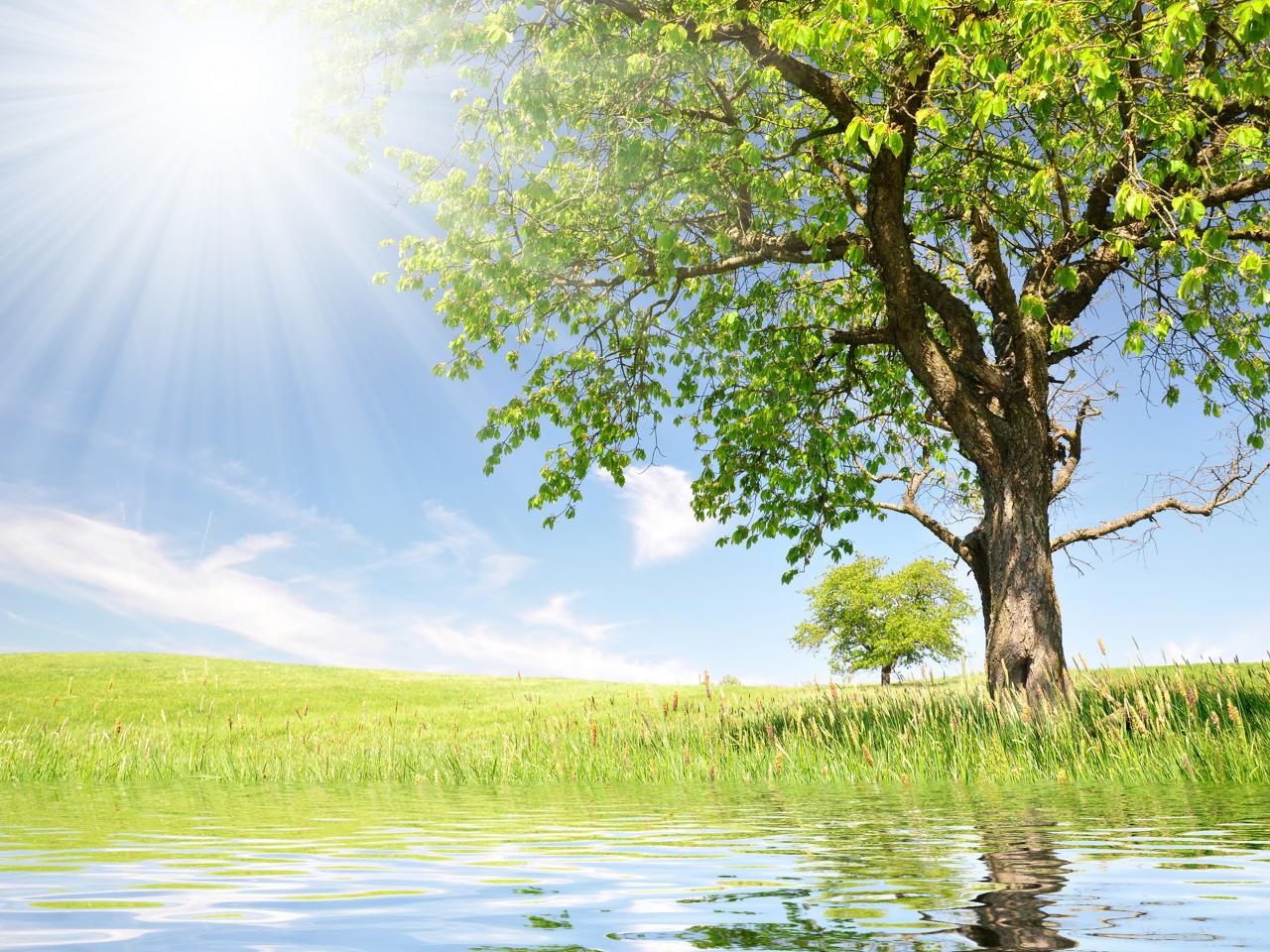обои Солнечное дерево на берегу озера фото