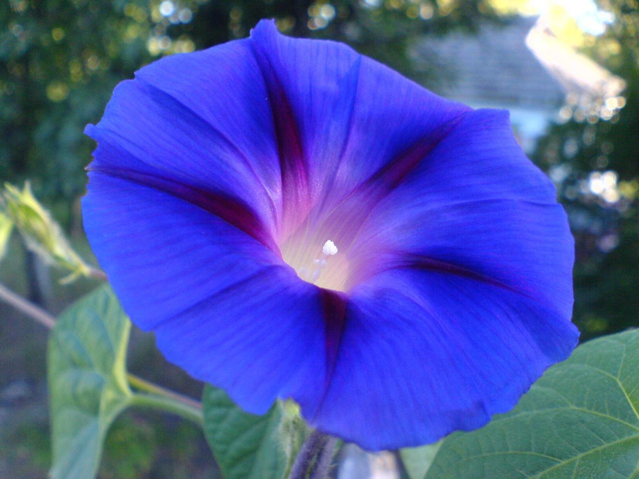 обои Синий цветок ипомеи фото