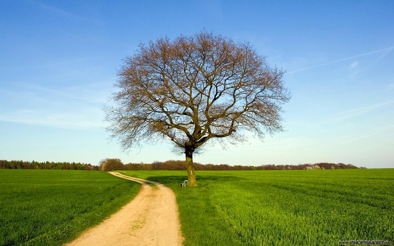 обои Лес,   дорога,   дерево фото