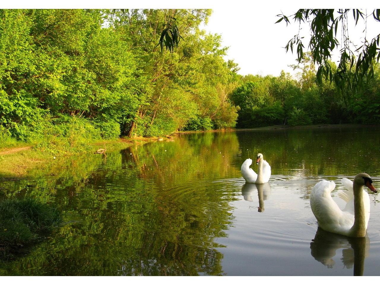 обои Лебеди на озере фото