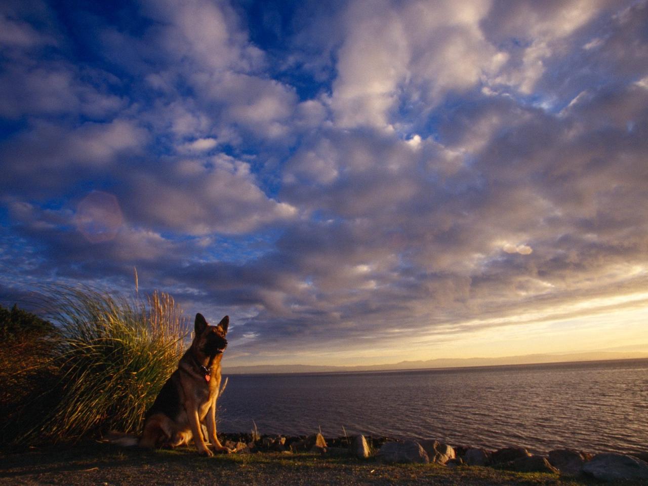 обои Собака на берегу моря фото
