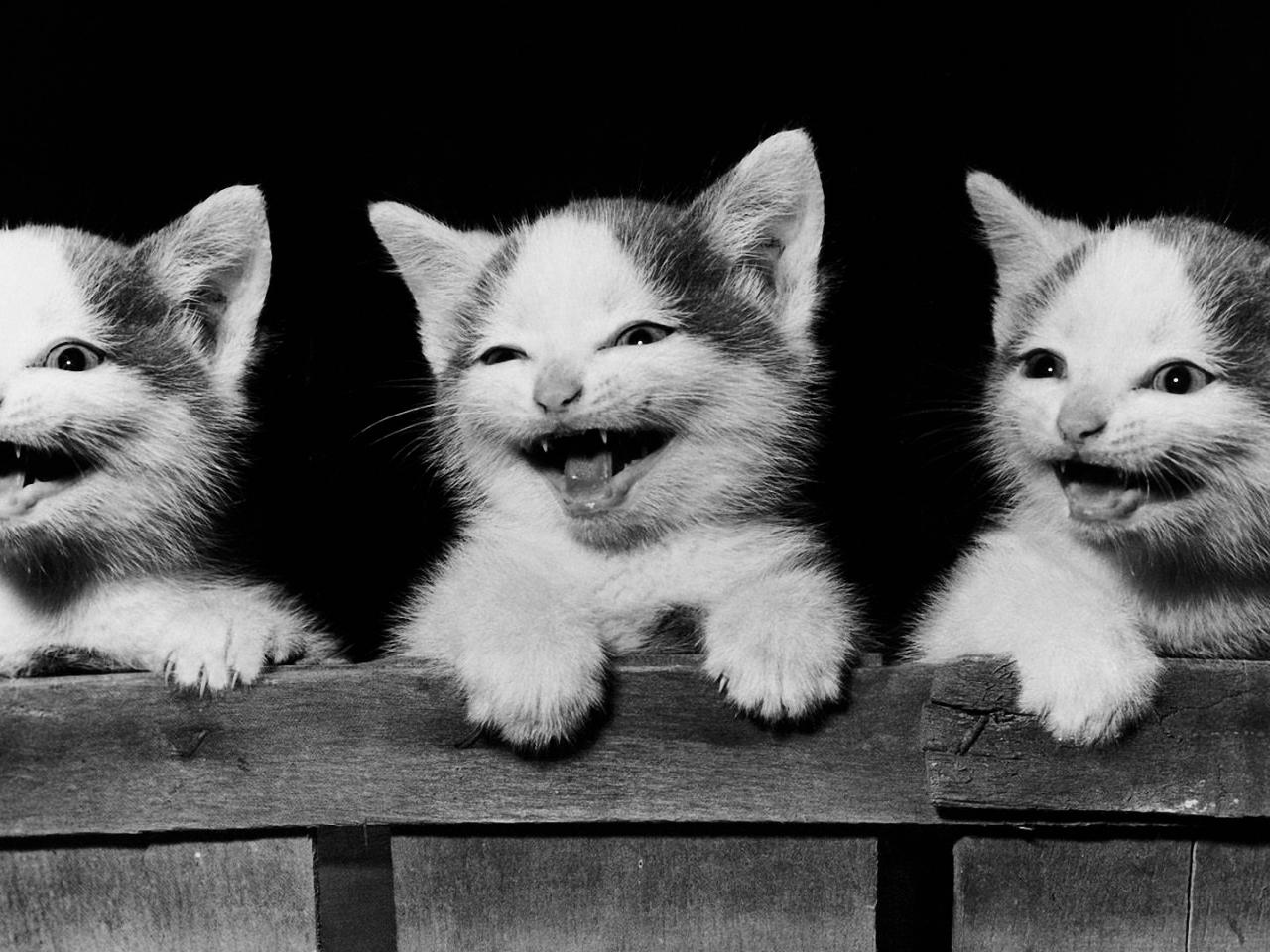 обои Три котенка фото