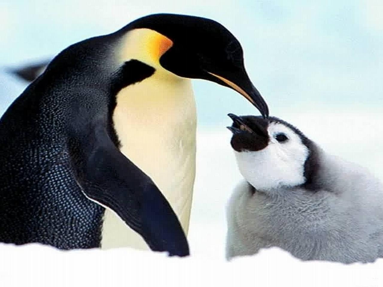 обои Пингвин и его детёныш фото