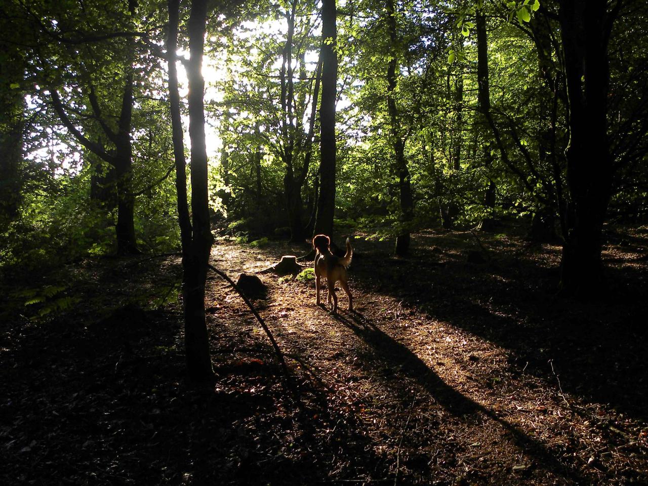 обои Пес в лесу фото