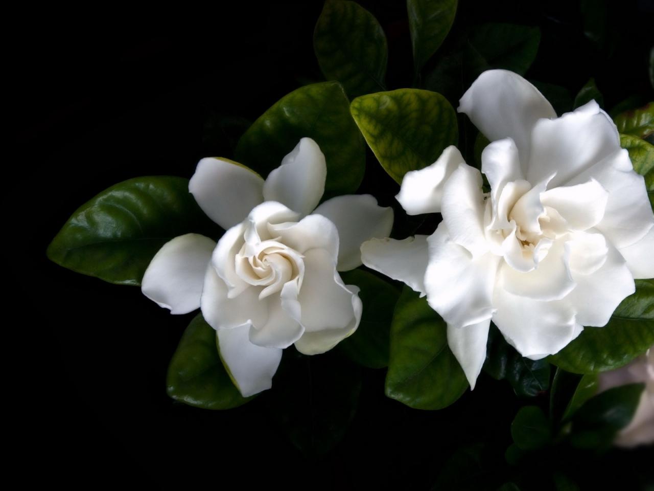 обои Белые нежные розы фото