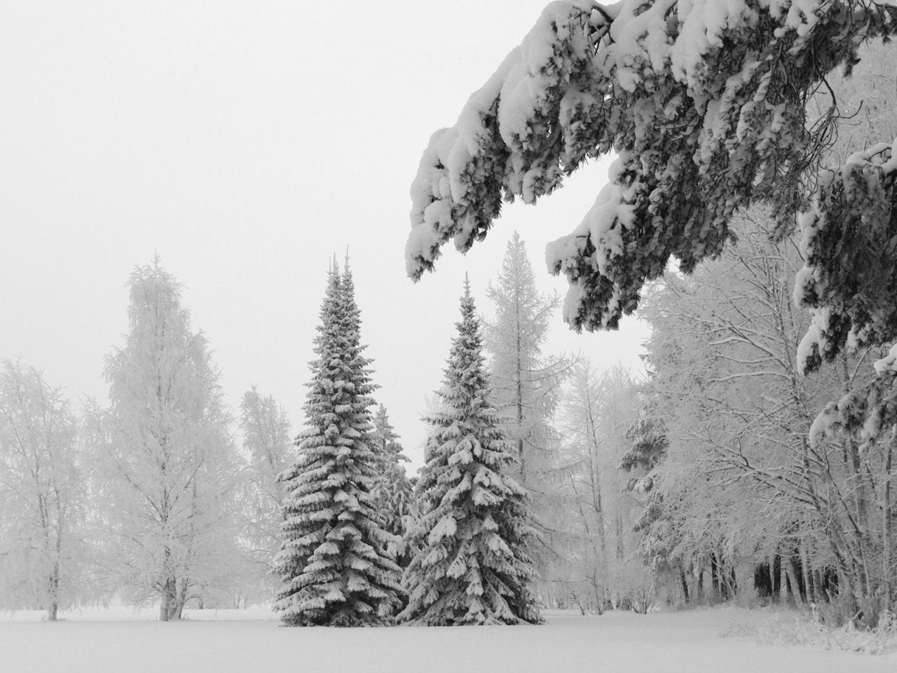 обои Белая зима в лесу фото