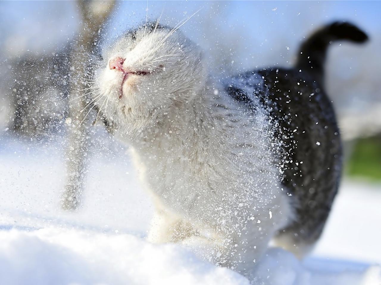 обои Кошка вся в снегу фото