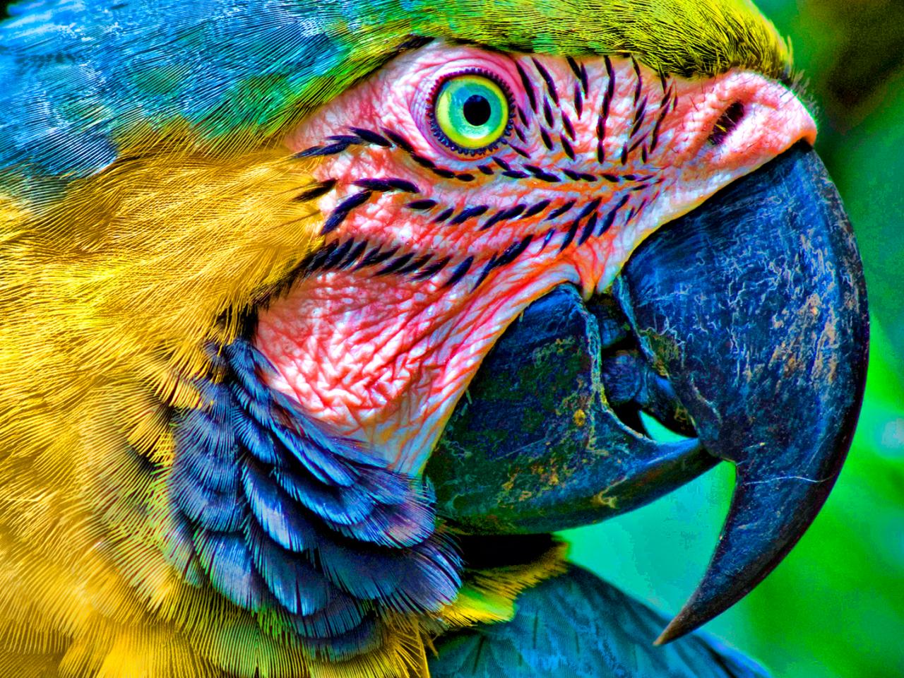 обои Разноцветный попугай с клювом фото