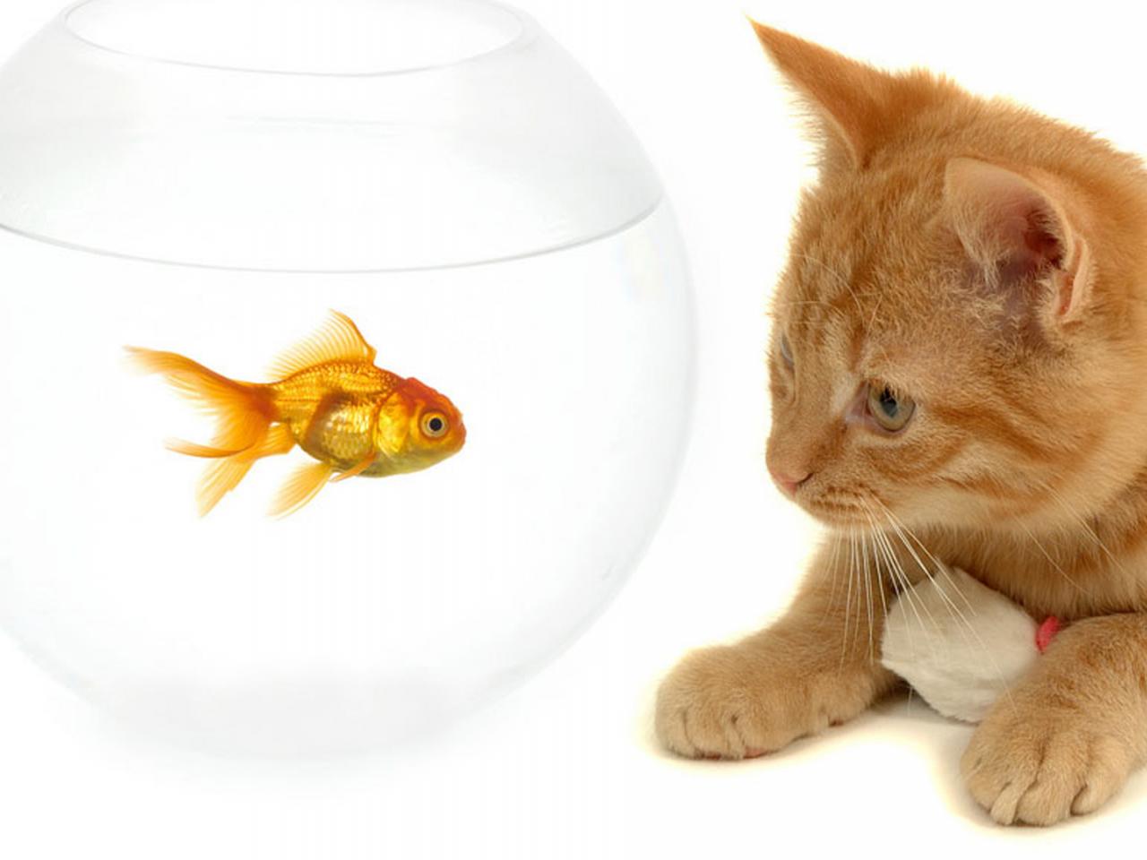 обои Рыжий котенок,  аквариум фото