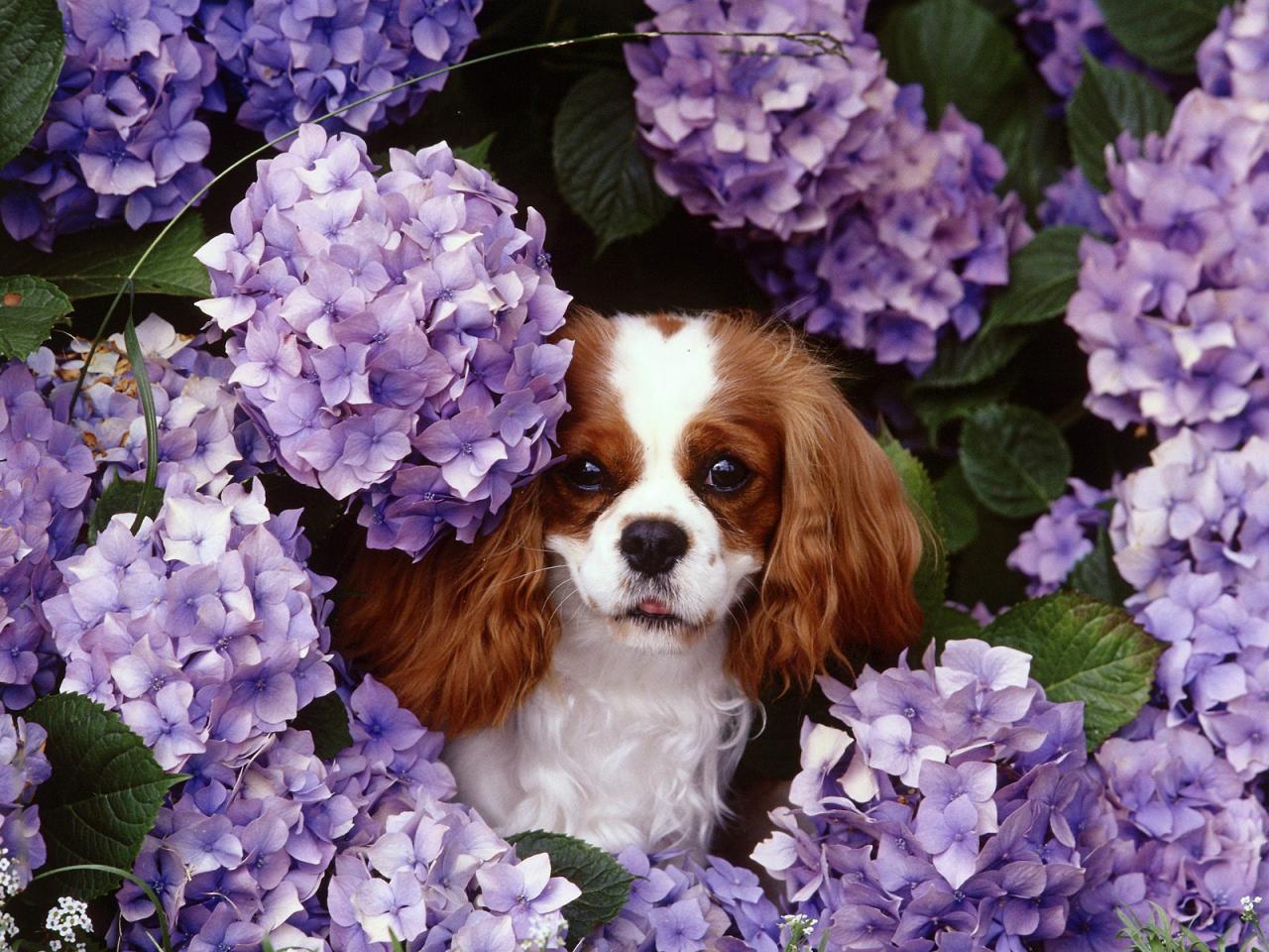 обои Маленькая собачка,  цветы фото