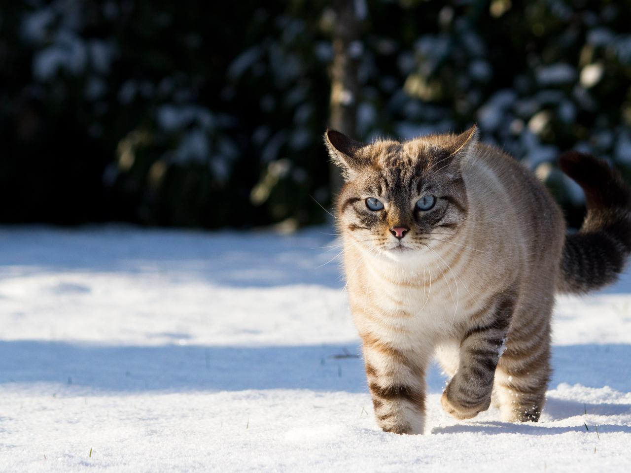 обои Котик бежит по снегу фото
