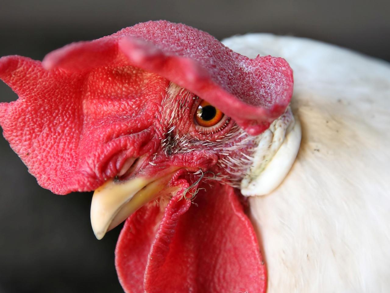 обои Голова белого петуха фото